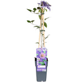 Plante Clematis Multi bleue 15 cm