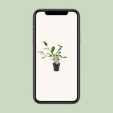 Michelia Fairy Magnolia Cream - Ø13cm - ↕25cm