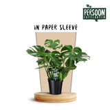 Delicious Monstera - Ø21cm - ↕75cm