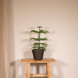 Plante Araucaria pin de chambre Ø14 cm hauteur 40 cm