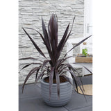 Cordyline 'Superstar' - Ø23cm - ↕70cm