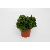 Hatiora salicornodes Ø12 cm