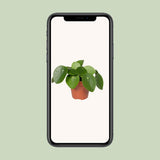 Pilea peperomioides - Panchoecenplant - Ø12cm - ↕20 cm