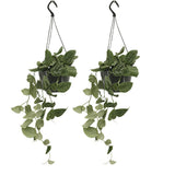 Scindapsus Pictus - 2 pièces - ø15cm - ↕20cm