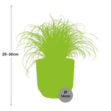Plante cyperus alternifolius parapluie
