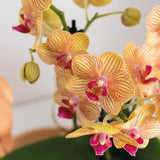 Coffret optimisme orchidée Phalaenopsis orange et plante verte