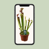 Sarracenia Judith Hindle - Ø12cm - ↕30cm