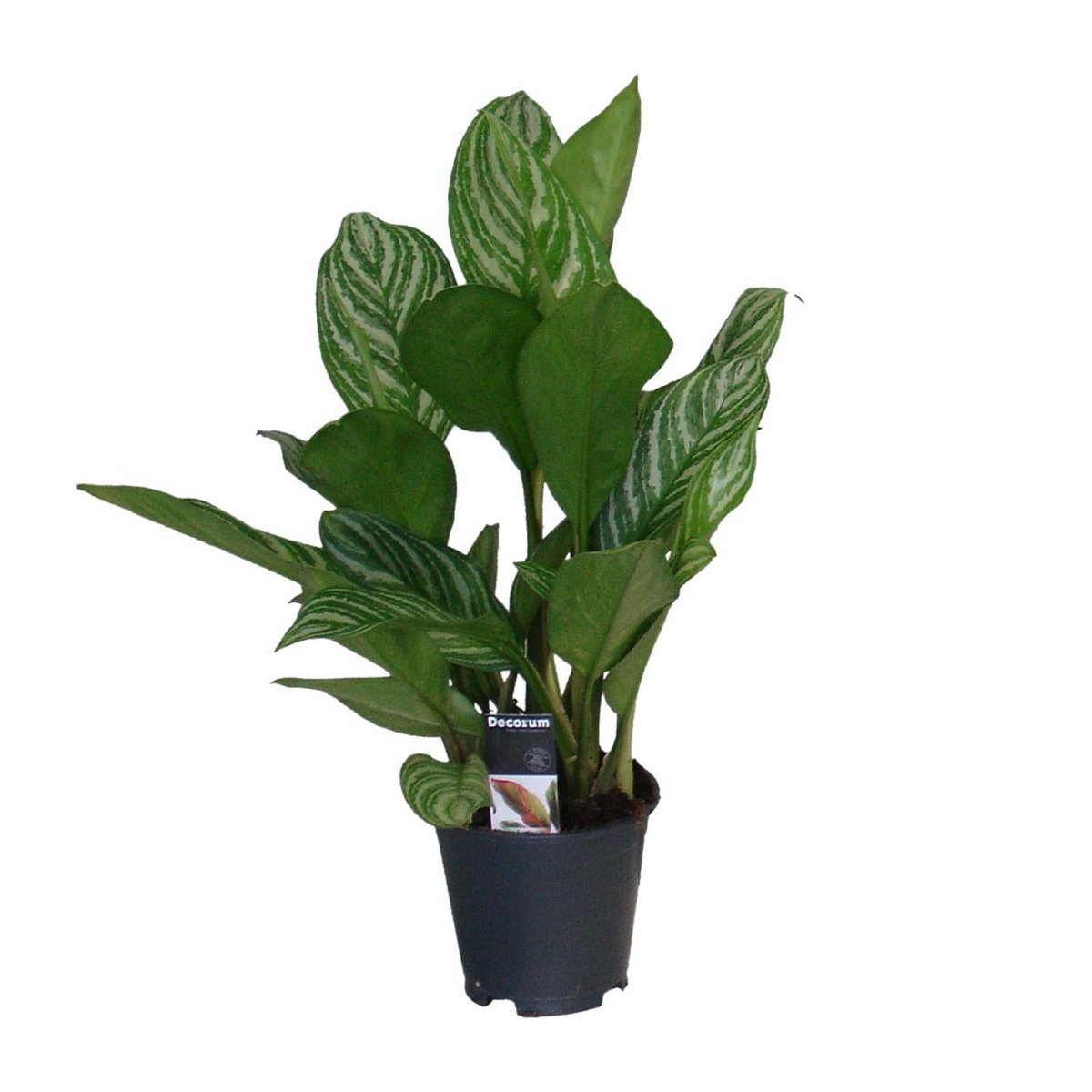 Aglaonema Stripes - Feuillage vert avec stries élégantes
