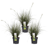 3x - Carex Brunnea 'variata' - ↨30cm - Ø14