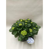 Hortensia Early Blue en pot Ø23 cm