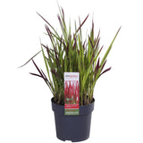Plante Imperata cylindrica rouge - Ø19 cm - 40 cm