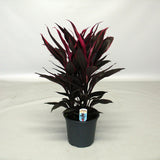 Touffe Tango Cordyline - Ø19cm - ↕55cm