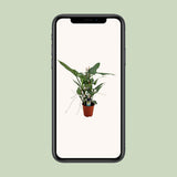 Plante artificielle philodendron gris en pot Ø19 cm hauteur 75 cm
