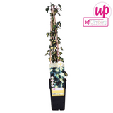 Hedera Helix 'Goldheart' - Ø15cm - ↕65cm