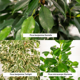 Lot de 3 ficus en pot de 21 cm