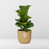 Ficus lyrata Bambino en pot décoratif jaune