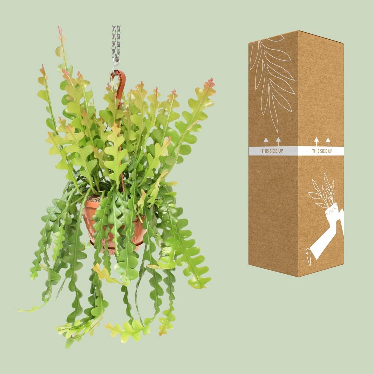 Epiphyllum anguliger dans un intérieur moderne