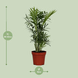 Chamaedorea elegans - Ø12cm - ↕40cm