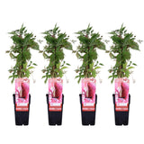 4x - Hortensia. SSP. 'Engelmannii' - ↨65cm - Ø15