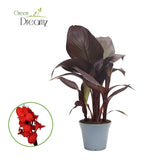 Velvet rouge canna sans fleur - Ø17cm - ↕50cm