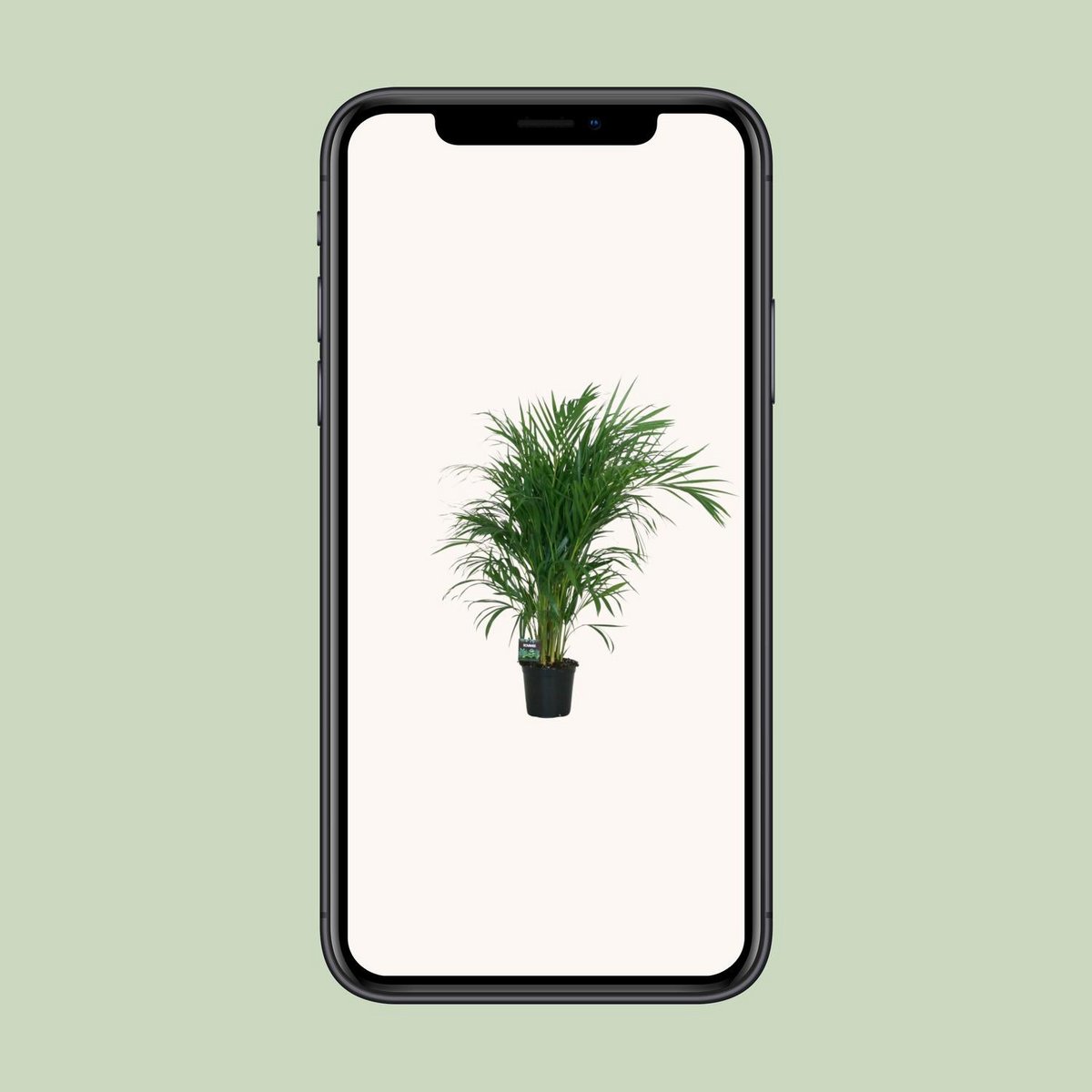 Dypsis Lutescens décorant un espace de vie contemporain
