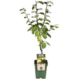 Cydonia oblonga 'Vranja' - Ø23cm - ↕120cm