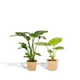 Duo de plantes tropicales vertes