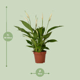 Spathiphyllum Bingo Cupidon - Ø12cm - ↕45cm