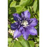 3x - Clematis multi-bleu - ↨65cm - Ø15