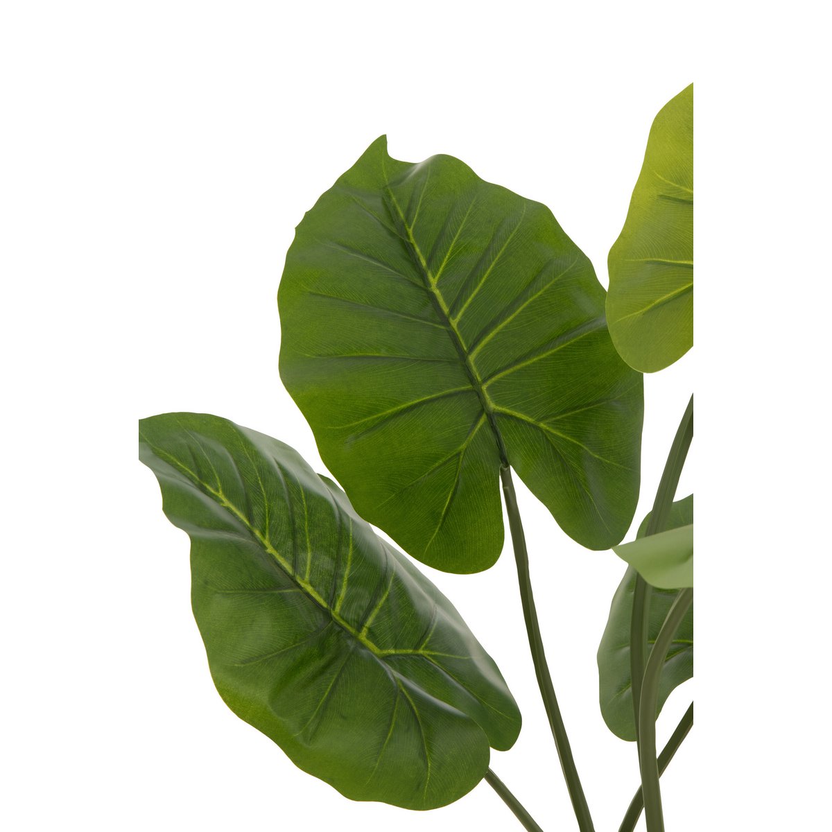 Plante Taro Wild en pot vert, vue de face avec feuillage luxuriant