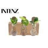 Mélanger les plantes de logement en verre Berlin - Ø7cm - ↕10cm