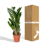 Zamioculcas Zamiifolia - Palmier émeraude - Ø17cm - ↕70cm