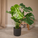 Monstera Deliciosa - Plante en trou - Ø21cm - ↕65cm