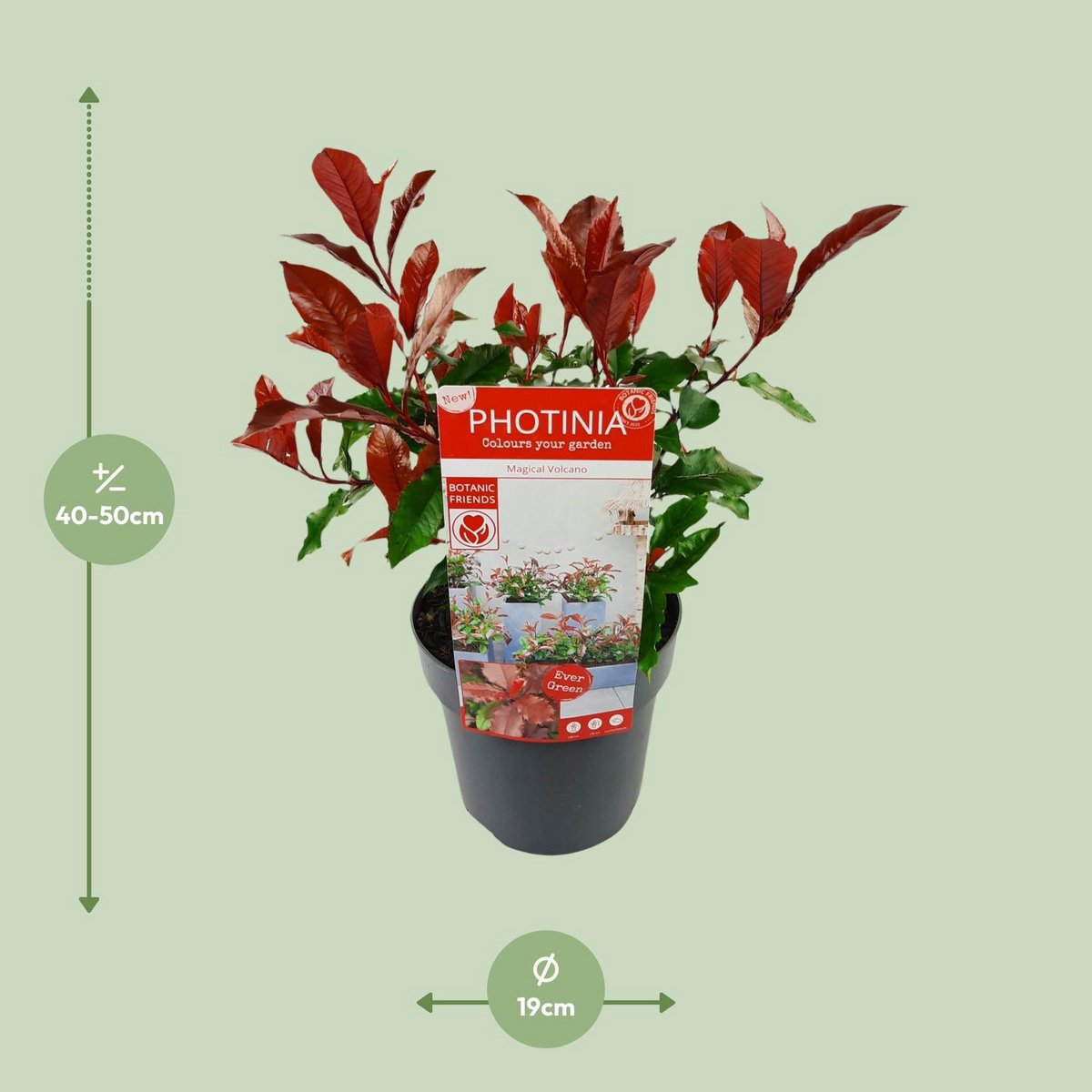 Photinia Fras. 'Volcan magique' - Ø19cm - ↕30cm