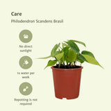 Philodendron Scandens Brasil - 4 pièces - ø12cm - ↕15cm