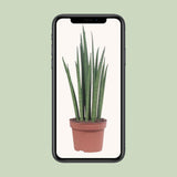 Sansevieria Mickal - Ø12cm - ↕40cm