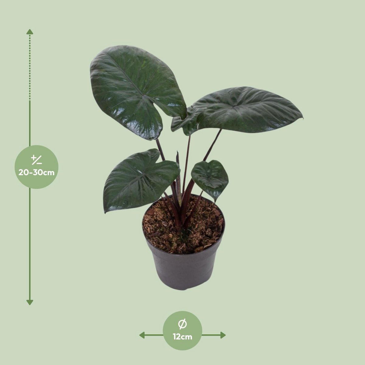 Vue d'ensemble de l'ALOCASIA Chocolate dans un intérieur moderne