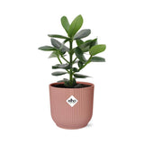 Clusia Princess en pot rose