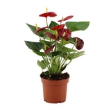 Calon Anthurium dans le manchon transparente - Ø12cm - ↕36cm