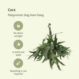 Platycerium Staghorn Hang - Fougère staghorn - Ø21cm - ↕50cm