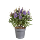 Buddleja Candy 'Little Lila' P17 (PT) - Ø17cm - ↕40cm