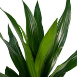 Dracaena Fragrans Vert - Dragonnier - Ø17cm - ↕40cm