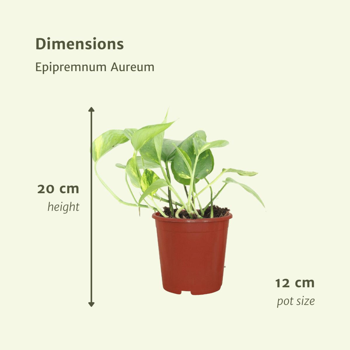 Epipremnum Golden dans son pot de culture