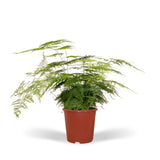Asparagus Plumosus - Asperge ornementale - Ø17cm - ↕45cm