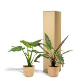 Lot de 2 plantes Alocasia vertes