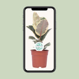 Ficus Elastica Tineke - Ø17cm - ↕50cm