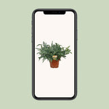 Plante artificielle Phlebodium bleu Ø26 cm