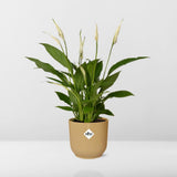 Spathiphyllum en pot 14 cm elho jaune