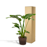 Strelitzia Nicolai - Ø19cm - ↕90cm + man igmar