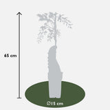 2x Wisteria sinensis 'Caroline' - ↨65cm - Ø15